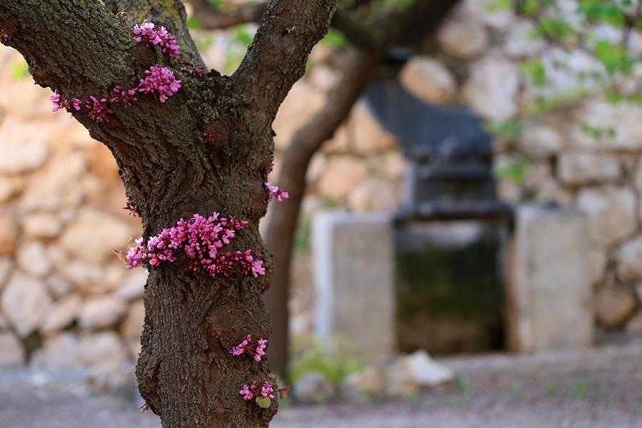 Cortijo El Chorreadero En Parque Natural Sierra De Cazorla Los Rosales  Екстериор снимка